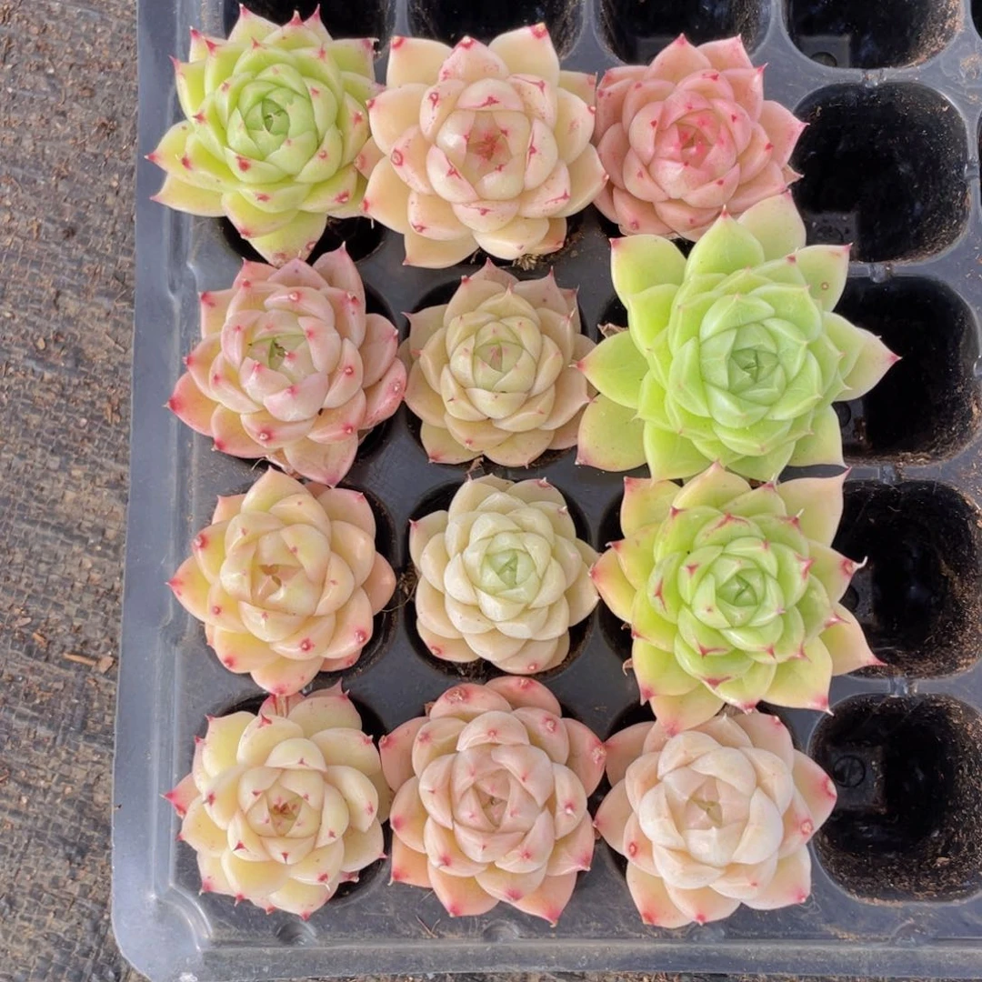 我们的生活方式是什么017