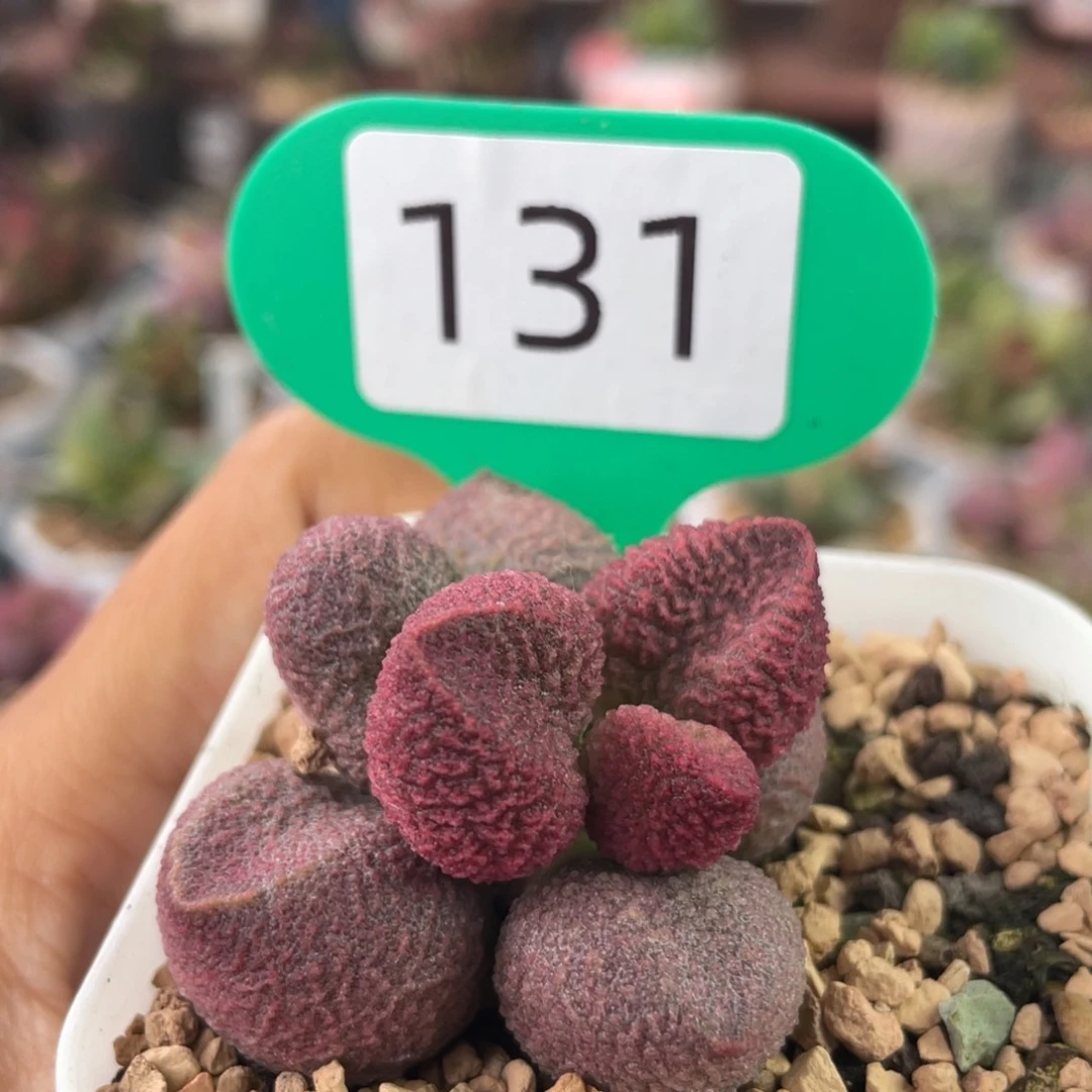 水蜜桃。   量拍