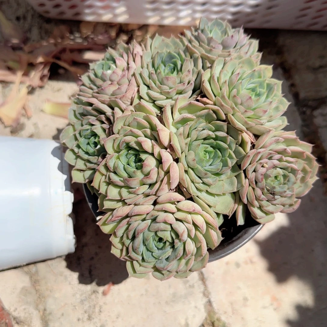 无花朵浪漫群生特价多肉