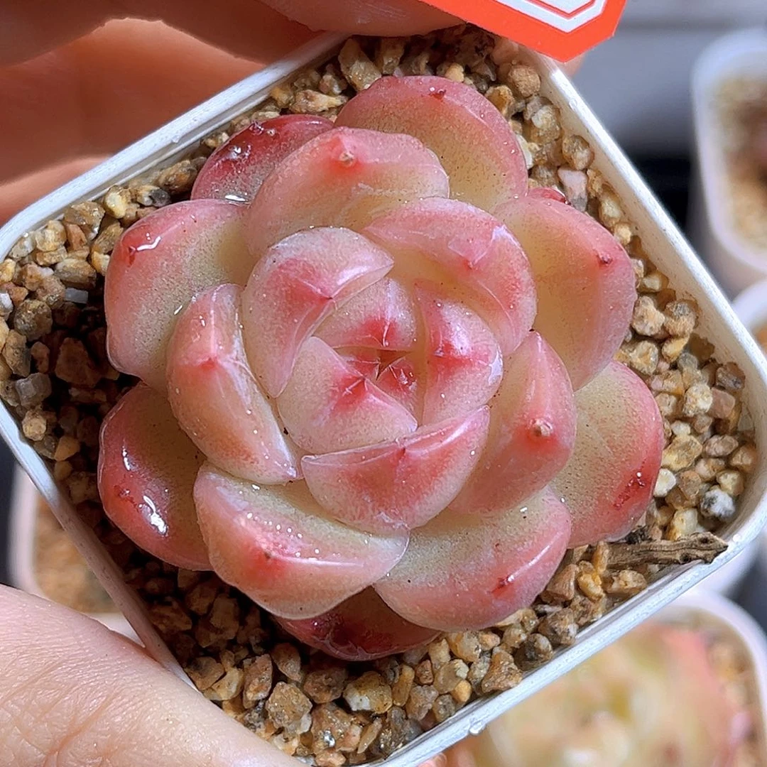 K237  新品珍妮 满18包邮