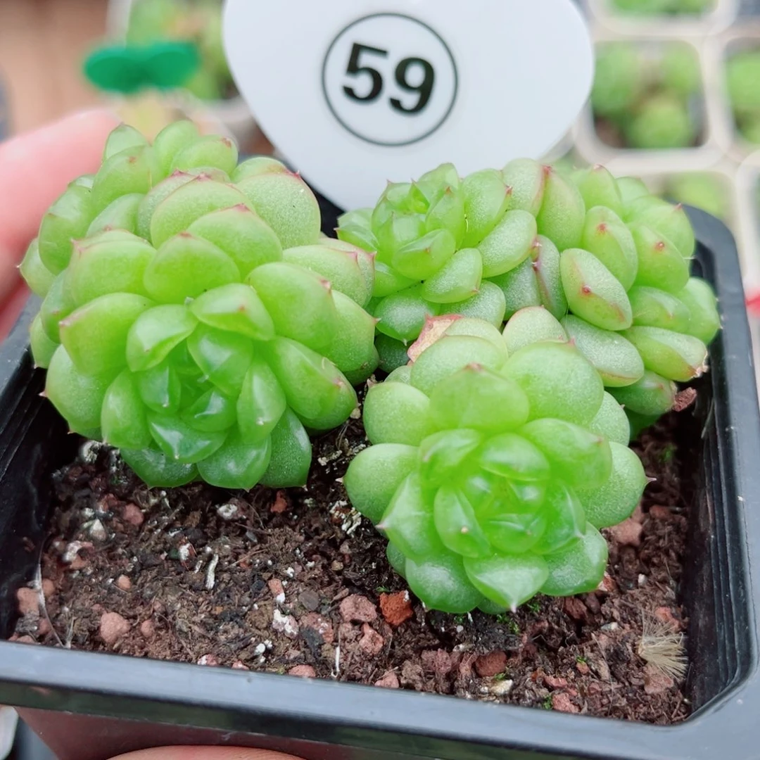 59号小老桩灯泡珍妮群