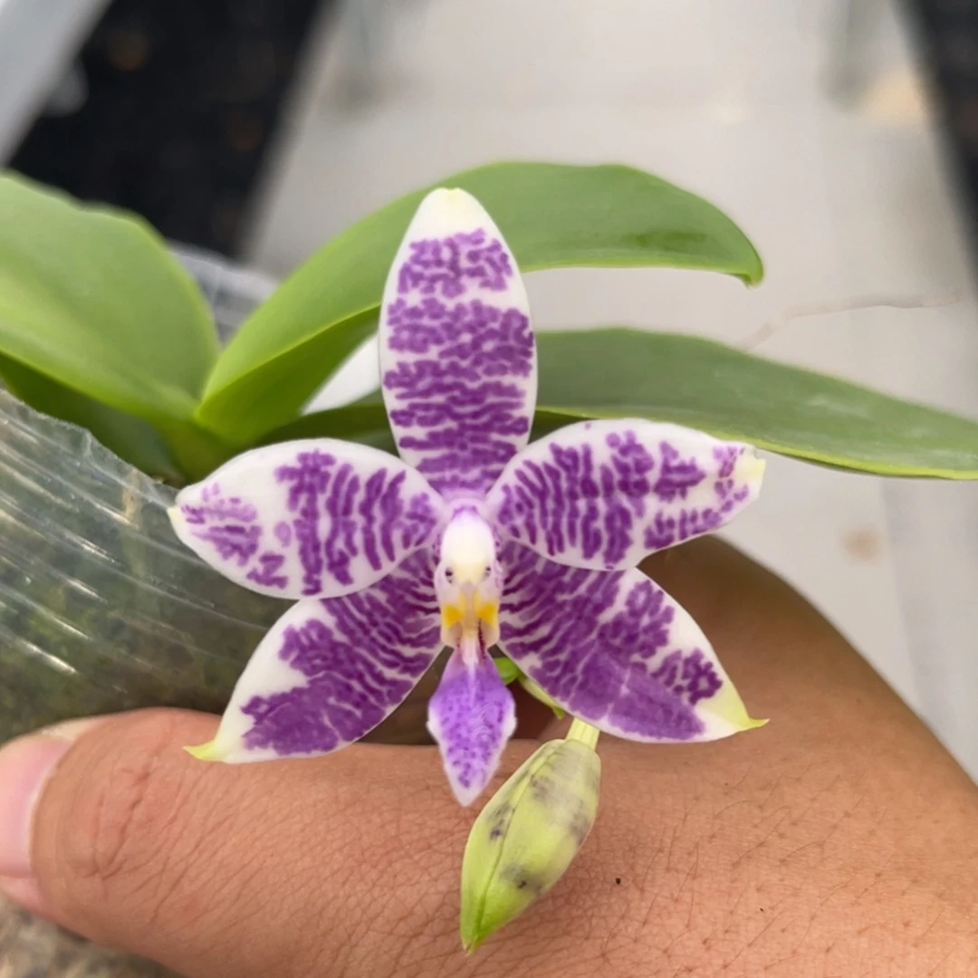 完全开放2030 2.8寸3694 一物一拍