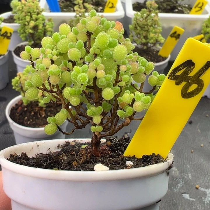 46号彩色蜜橘 一物一拍