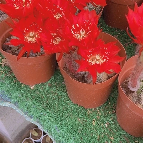 仙人掌彩草10 cm左右