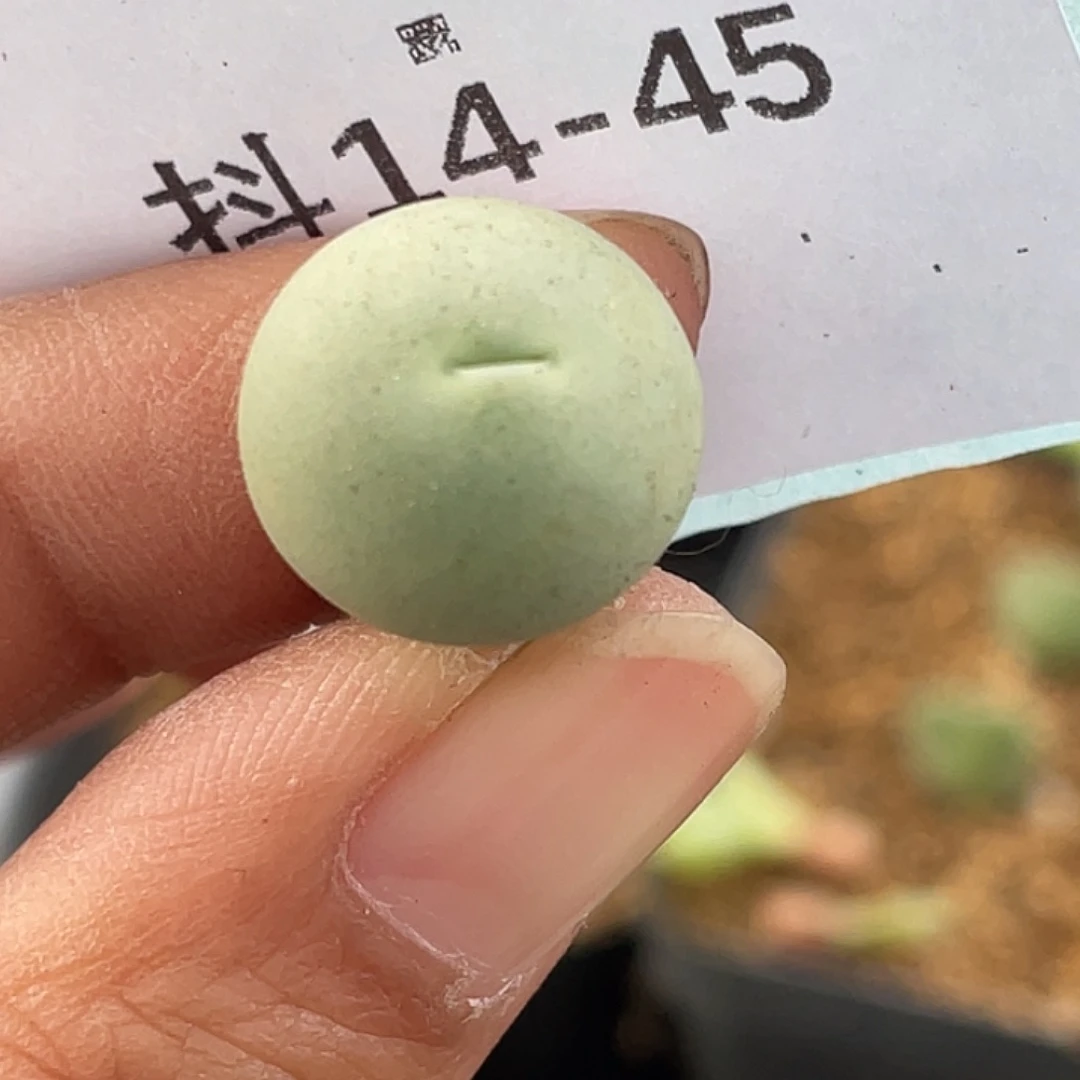 14-45鸽子蛋多肉植物
