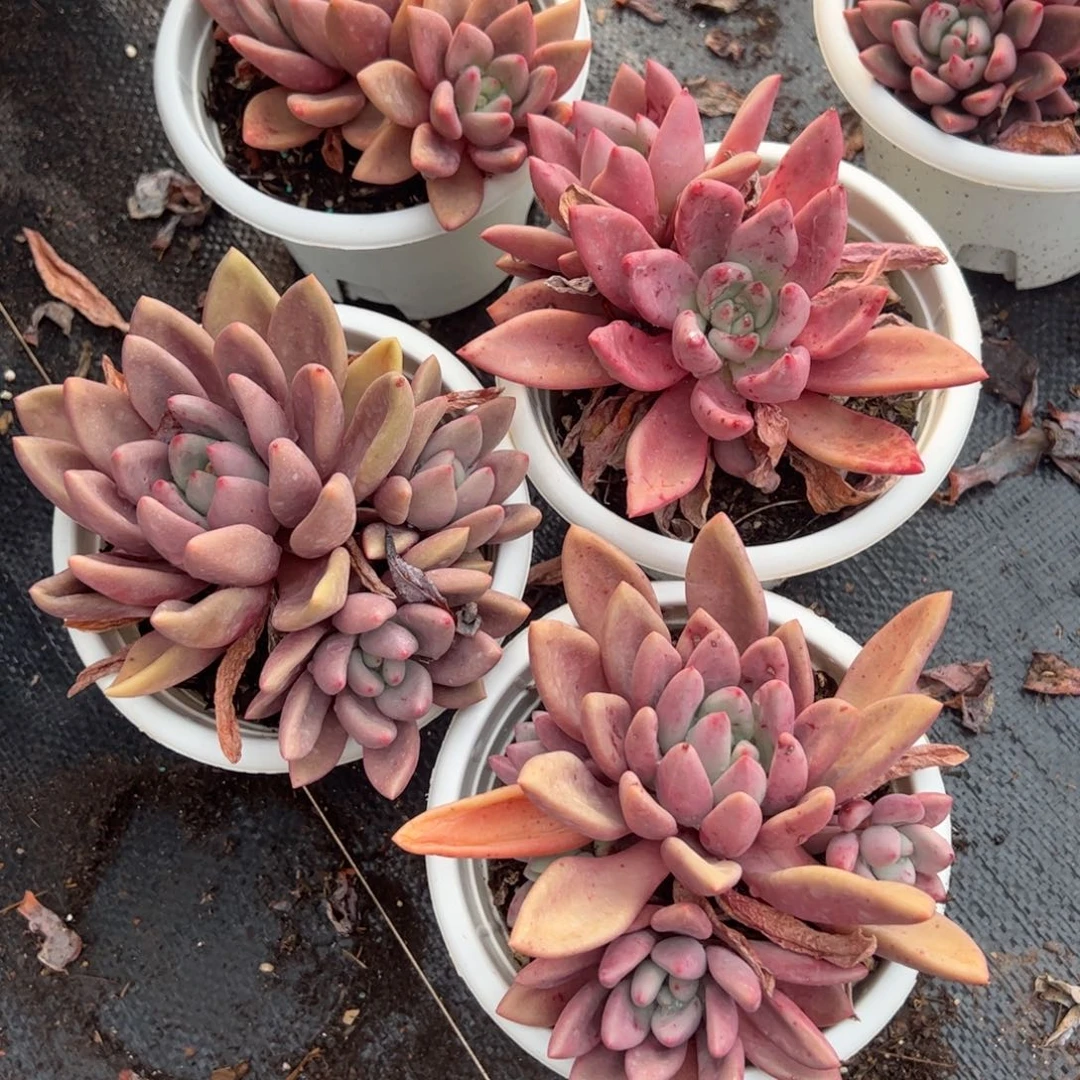 桃花源单头起精控多肉