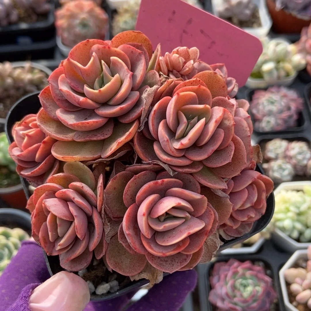 557秀妍多肉植物保护