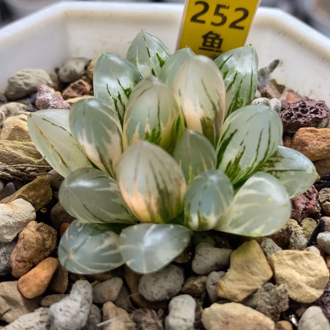 252霓虹灯玉露锦一物一拍