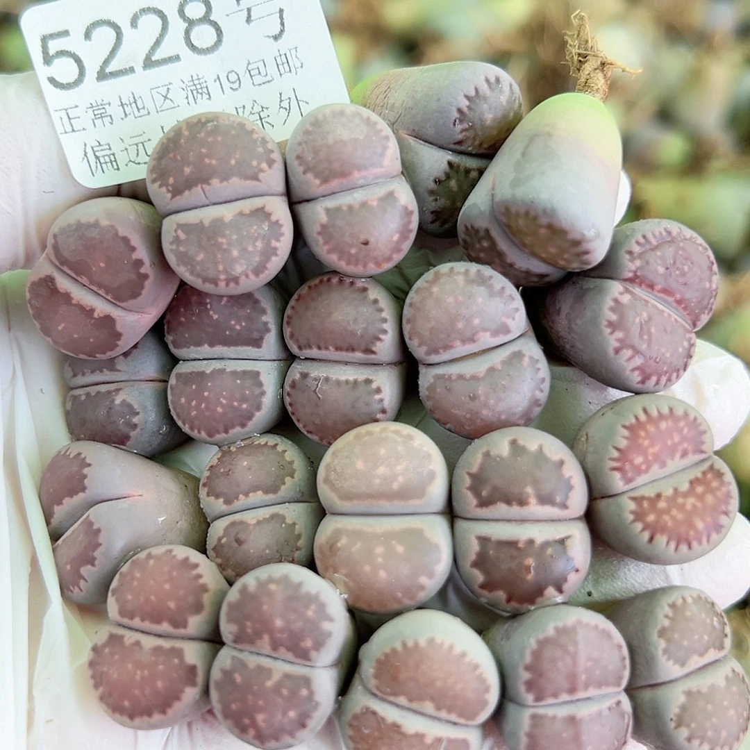 5228 好养易活生石花大母本20个1.5cm左右开播福利