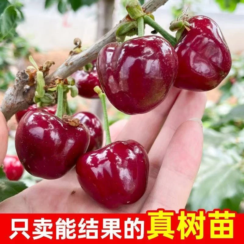 嫁接正宗带果大樱桃树种植盆栽矮化带果发货