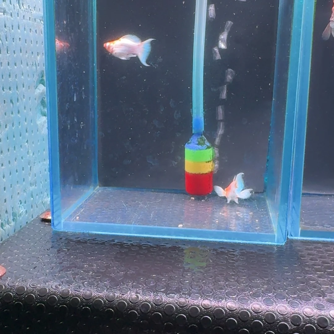 黑玛丽鱼465号玛丽2条