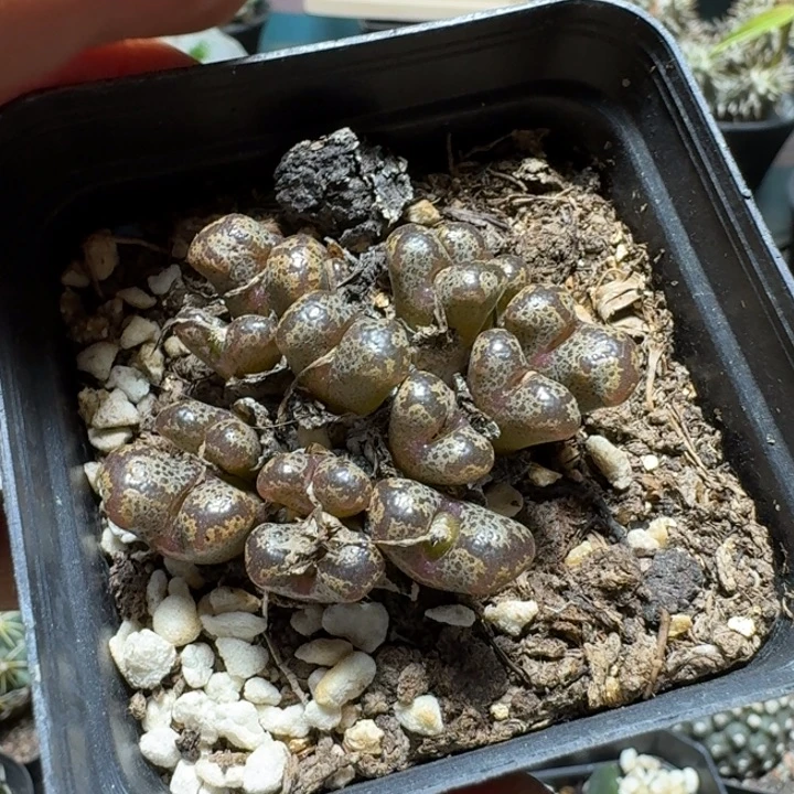 青***竹626勋章带盆发货实生