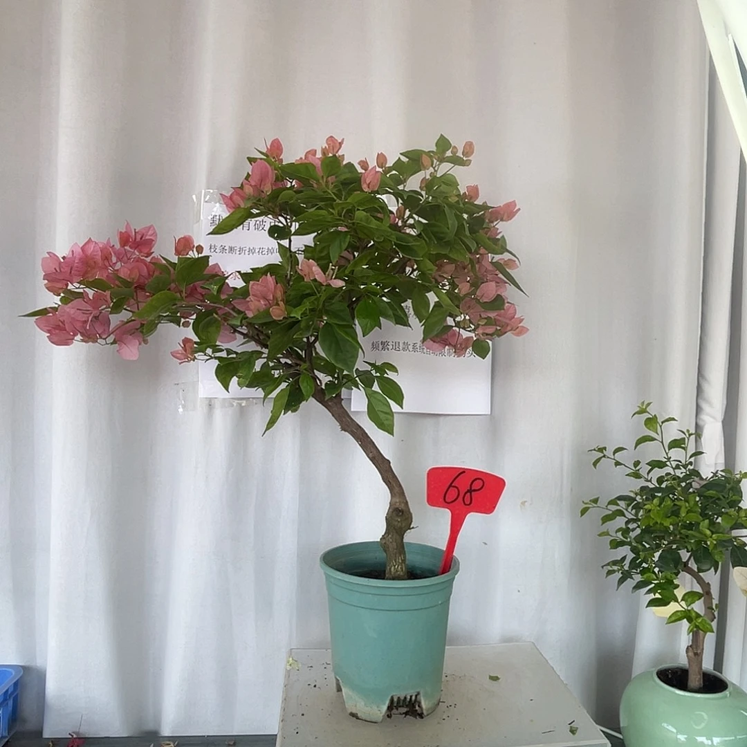 当前无花栽培后可以开花68橙粉公主桩