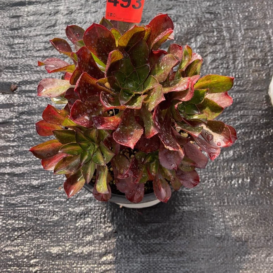 493多肉法师魅影中班