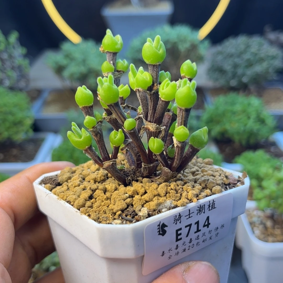 714短耳朵枝干兔子多肉