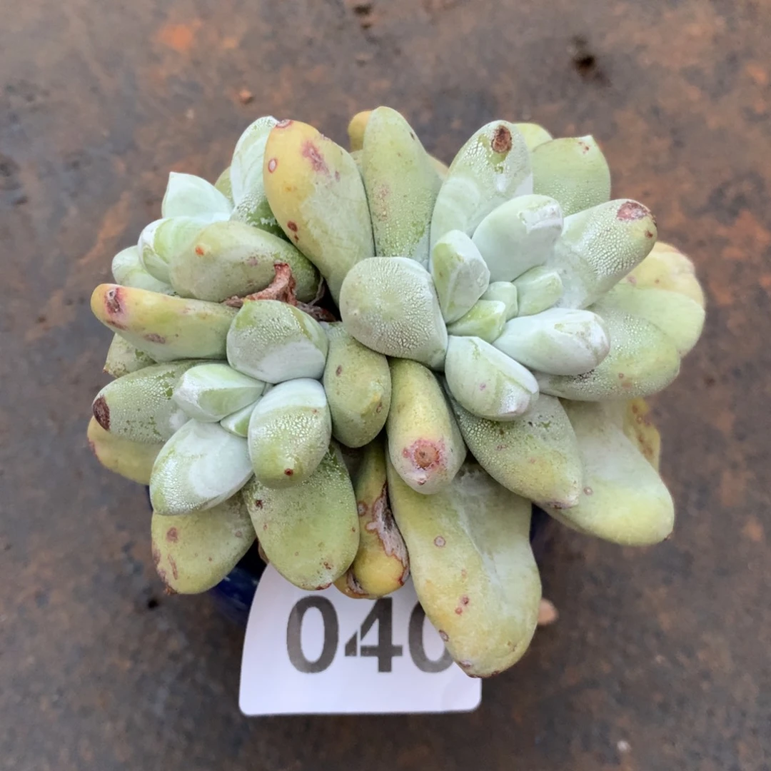 @***姐拇指040多肉植物