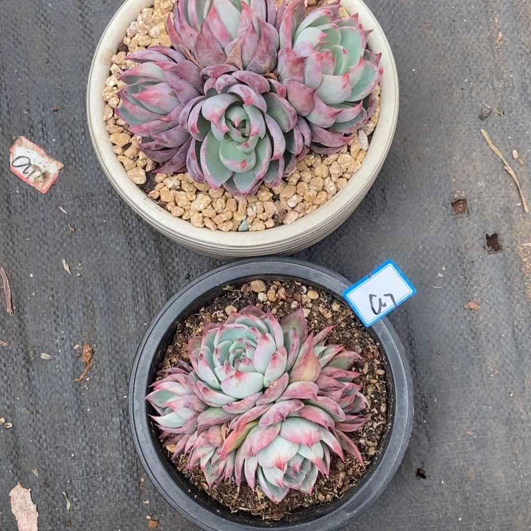 我****子福利惊鸿群a7