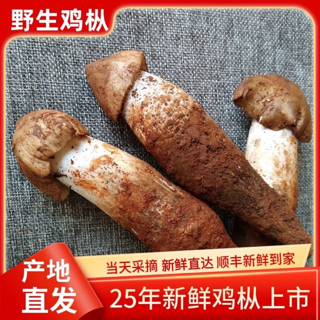 精品鸡枞大凉山野生鸡枞菌新鲜火把鸡枞当季野生菌荔枝菌顺丰空运