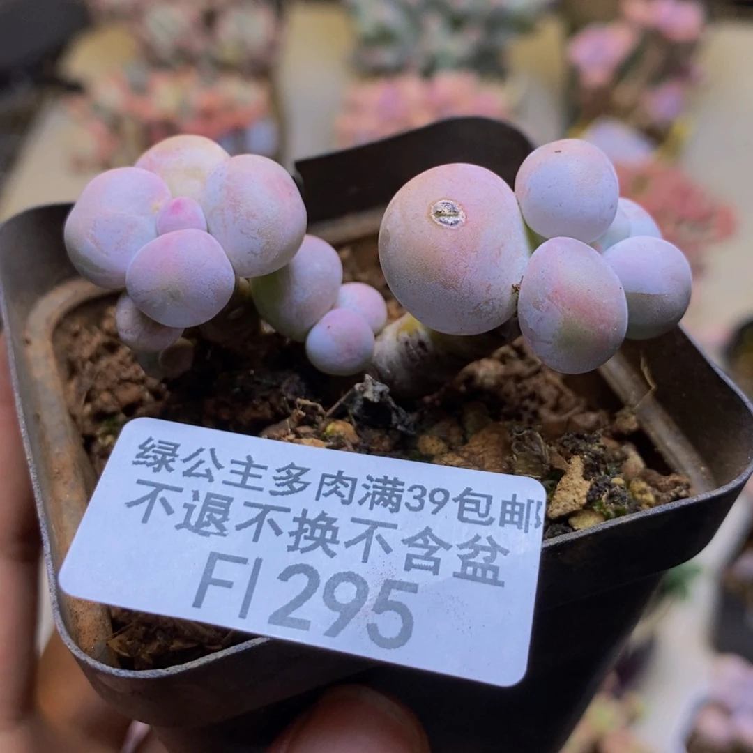 295橙奶多肉肉3cm