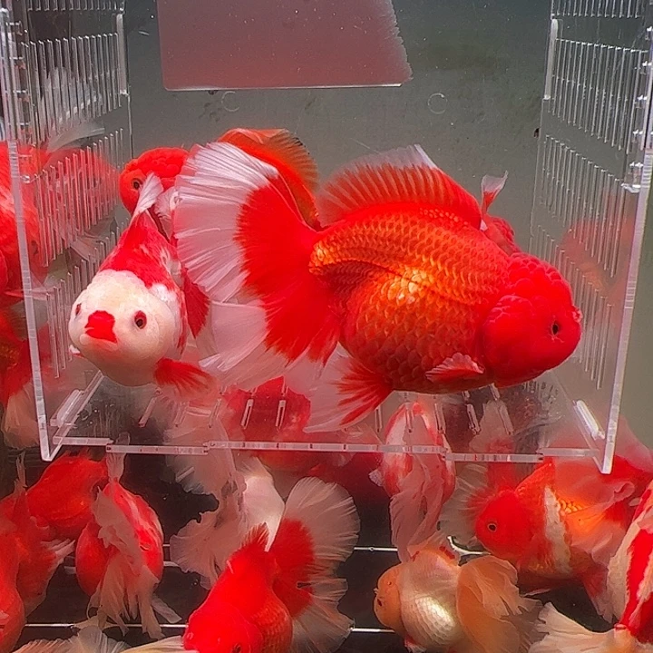 金鱼百褶泰师亚成23