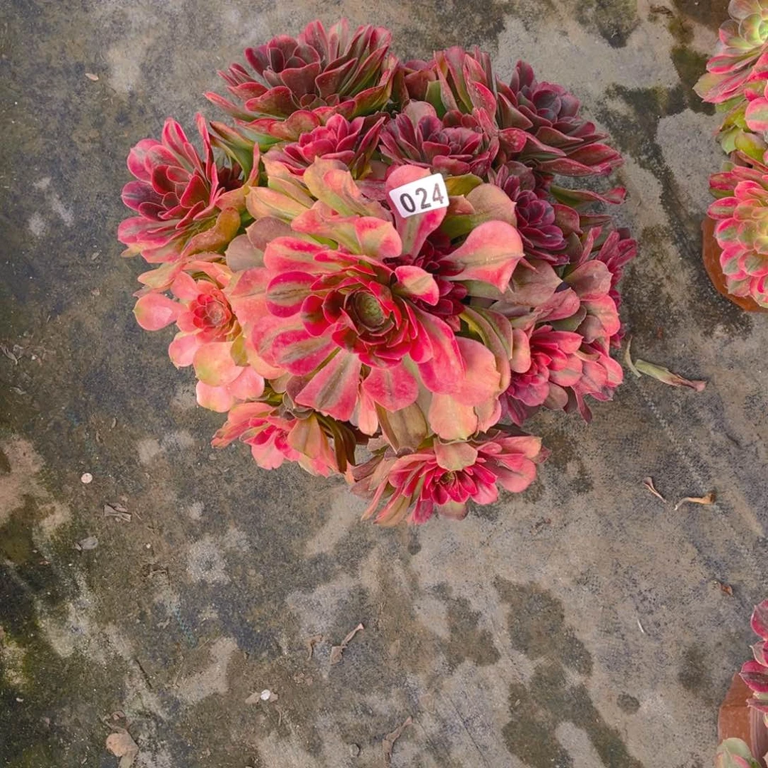 【闪购商品】星*雅典娜024多肉