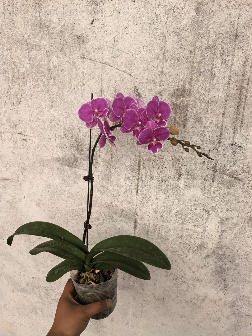 红豆，带花带花苞无分叉，蝴蝶兰盆栽3.5寸杯开花株