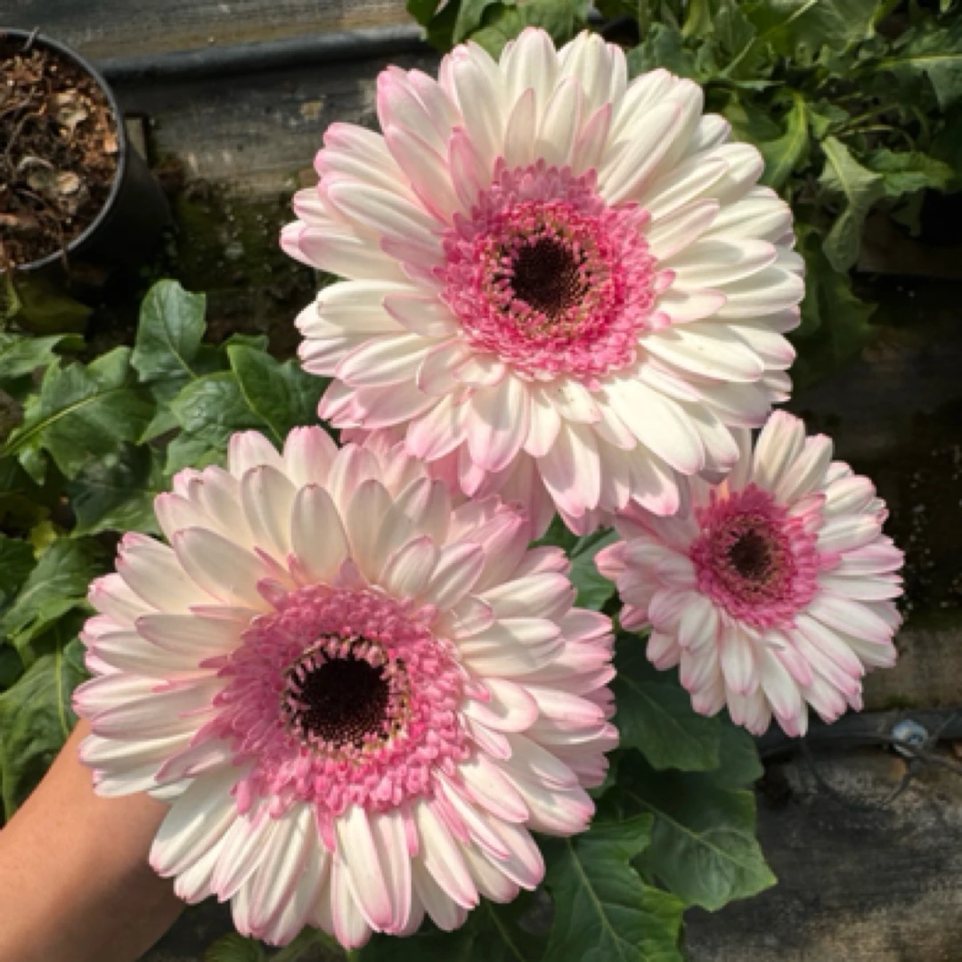 【喜鹊】一加仑非洲菊盆栽成品扶郎花带花花苞阳台楼顶花园好养