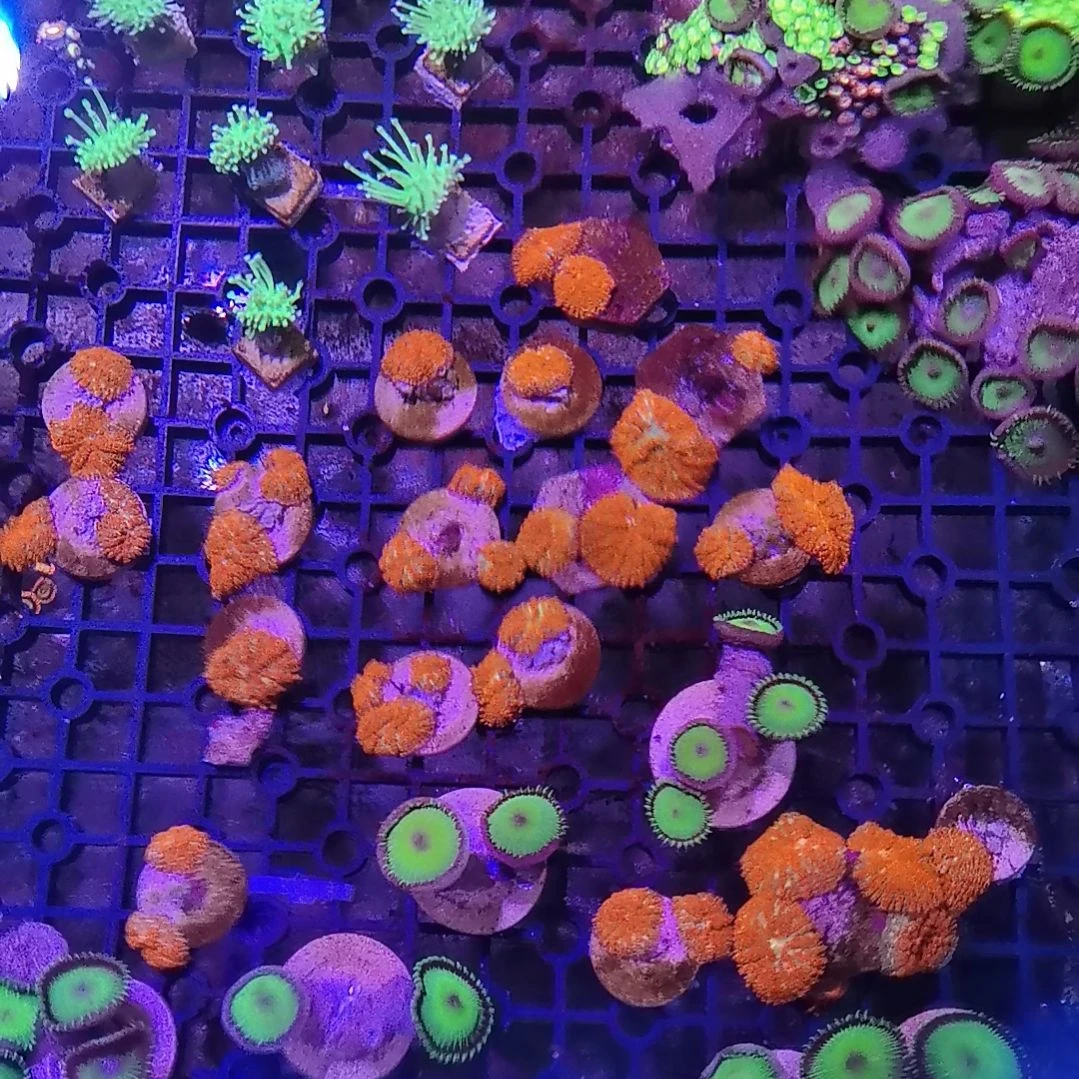 纽扣珊瑚烟花菇两个100