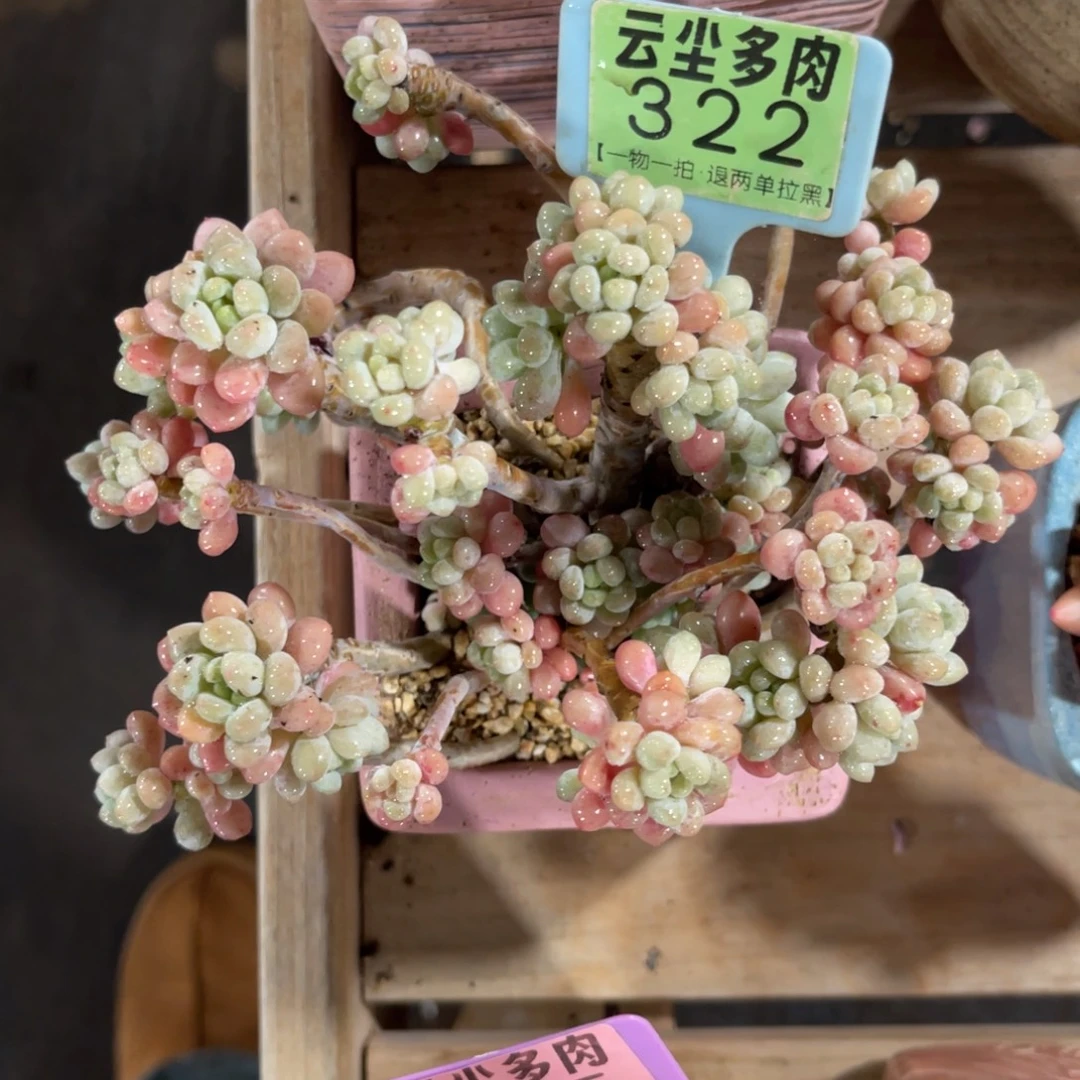 小***莫云尘多肉一物一拍不含盆322