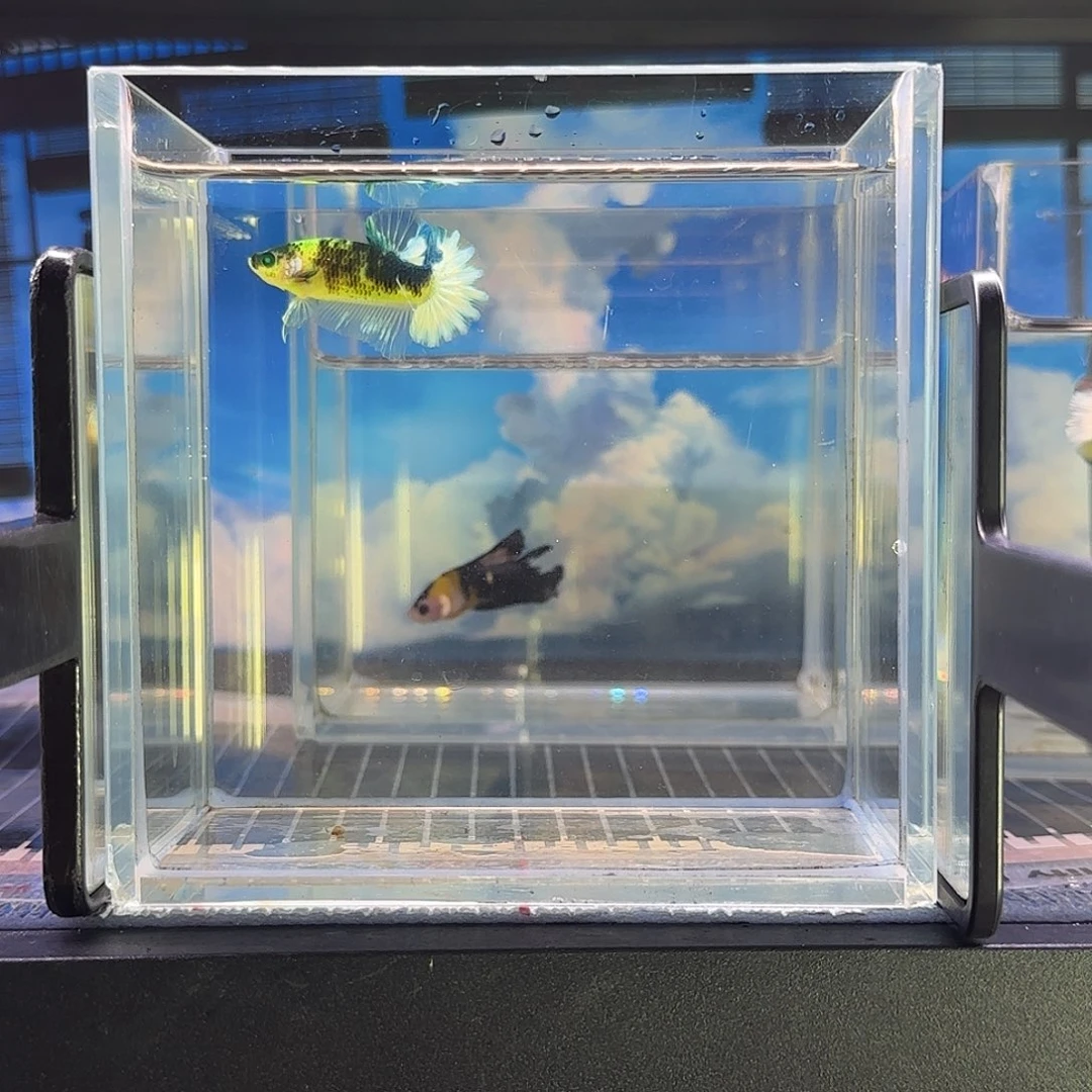 斗鱼精品斗鱼vip高端荧光菠菜