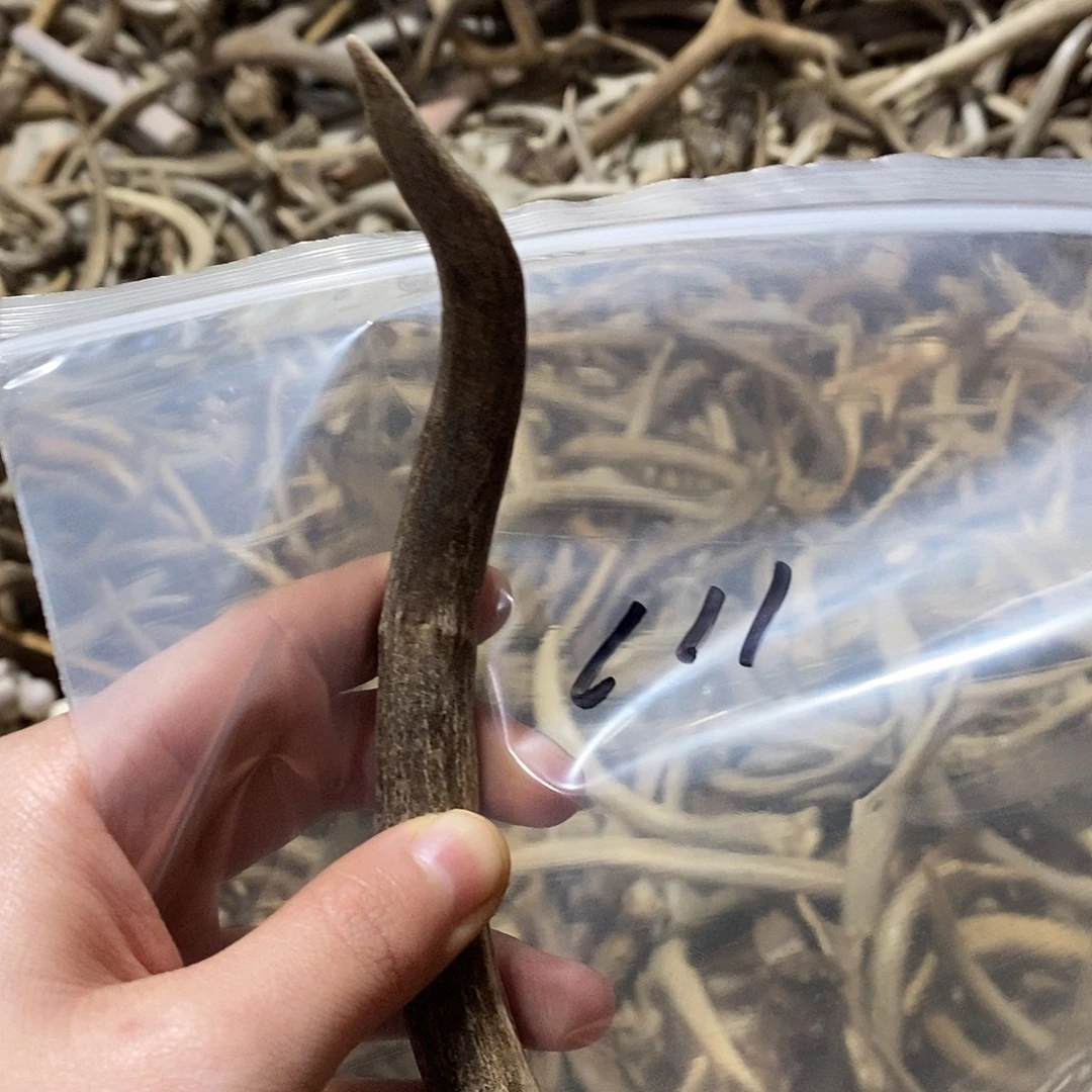 小***猪非金属鹿角鹿鹿角