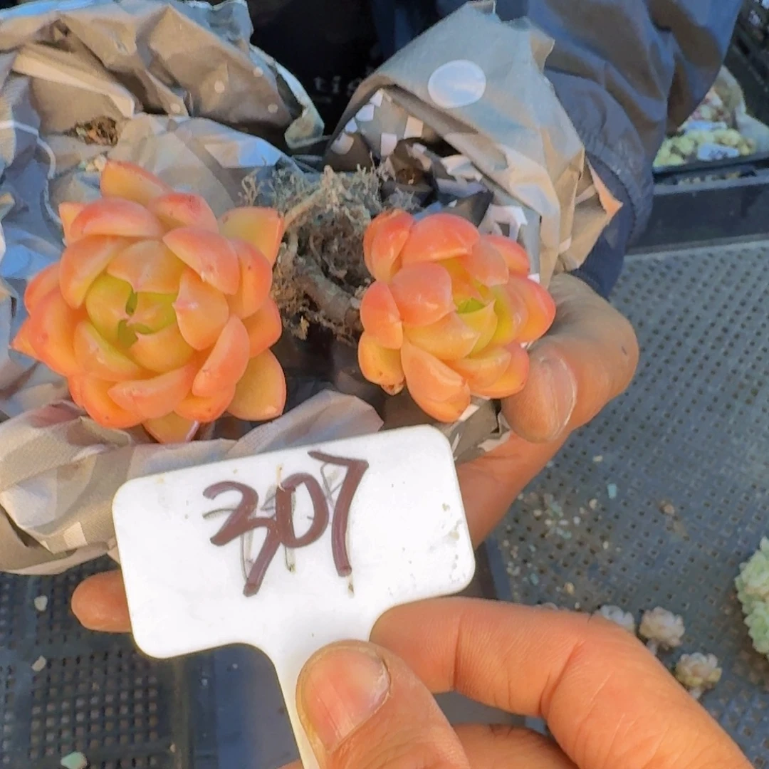 多肉植物的生长发育和生长