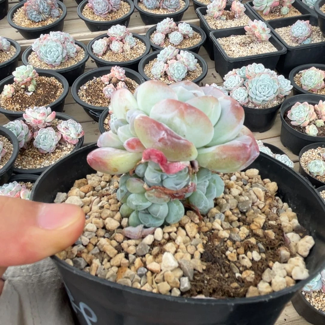 一物一拍满68包邮