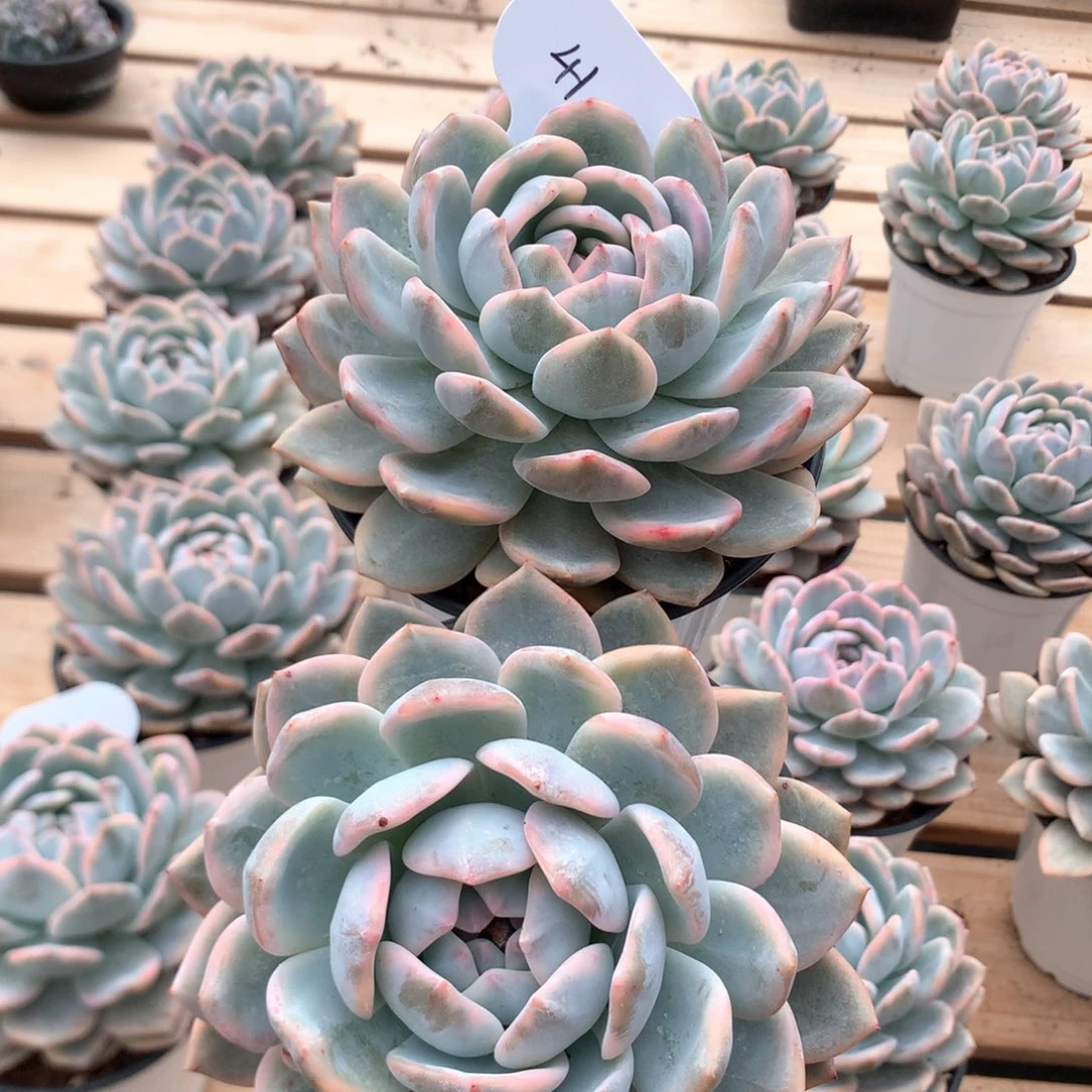 12厘米梦露锦 两颗特价  41