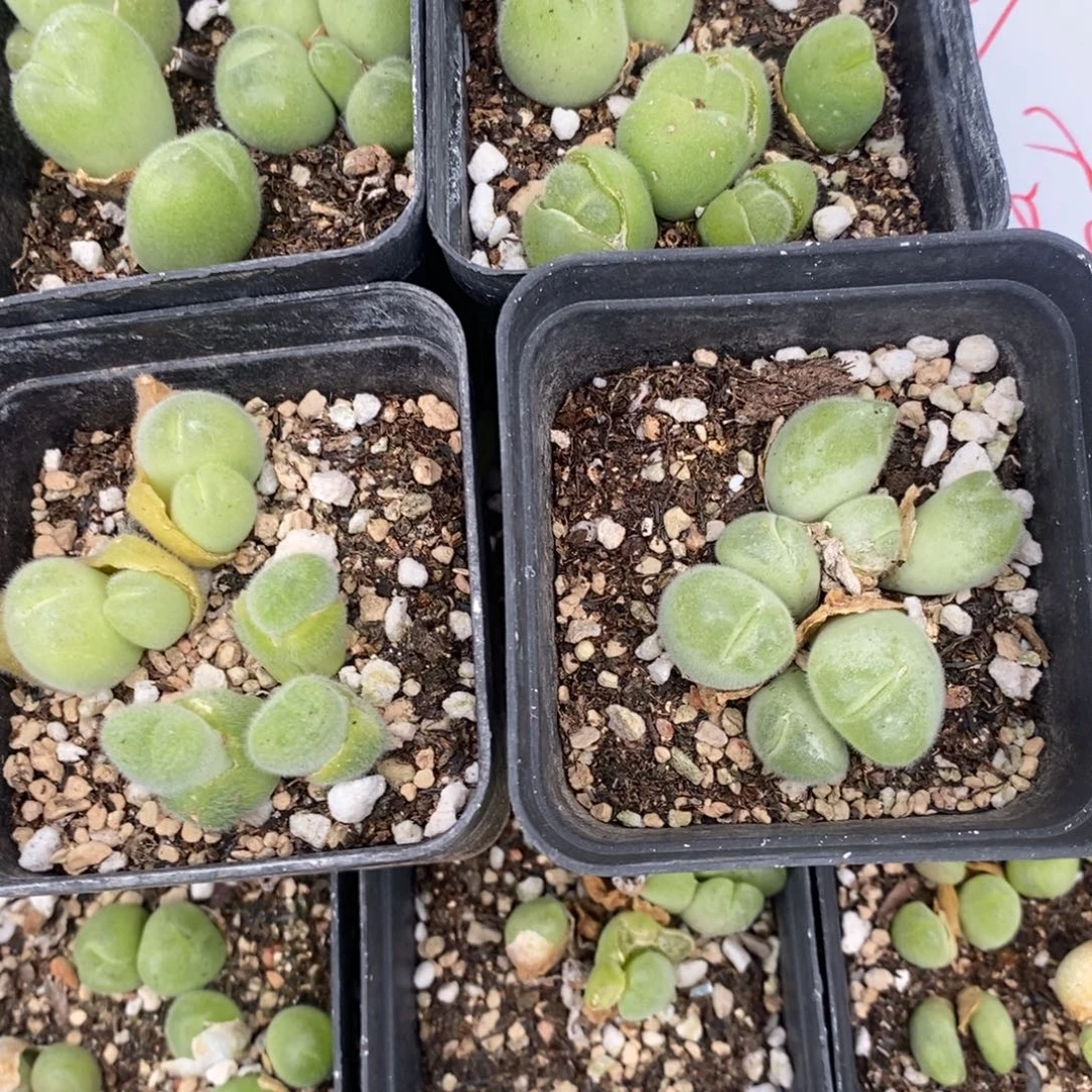 440长毛毛翠滴四盒。