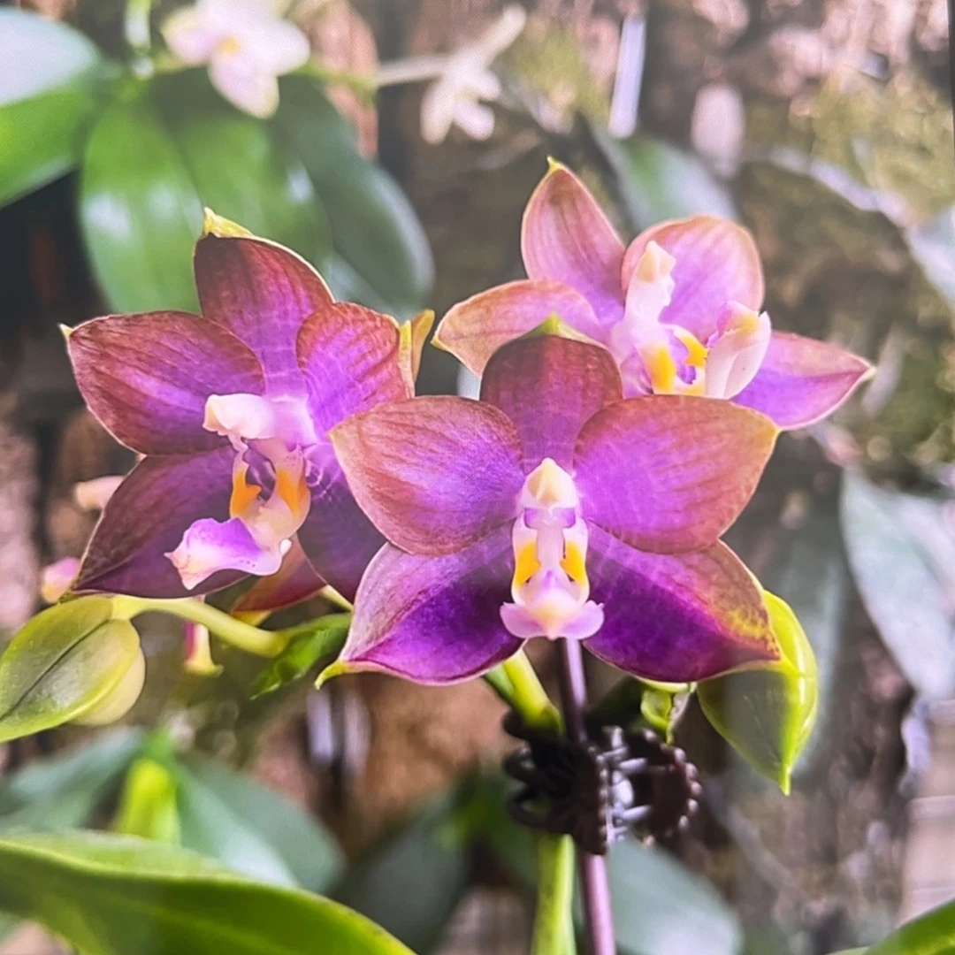 无花朵2.5寸弥陀蓝环分生苗