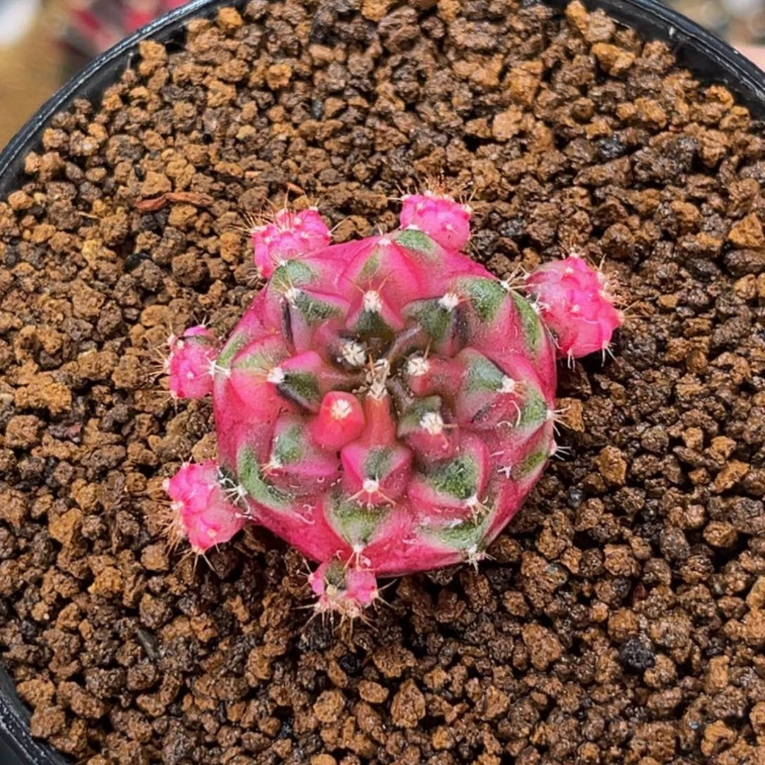 爱丽丝 米哈仙人球