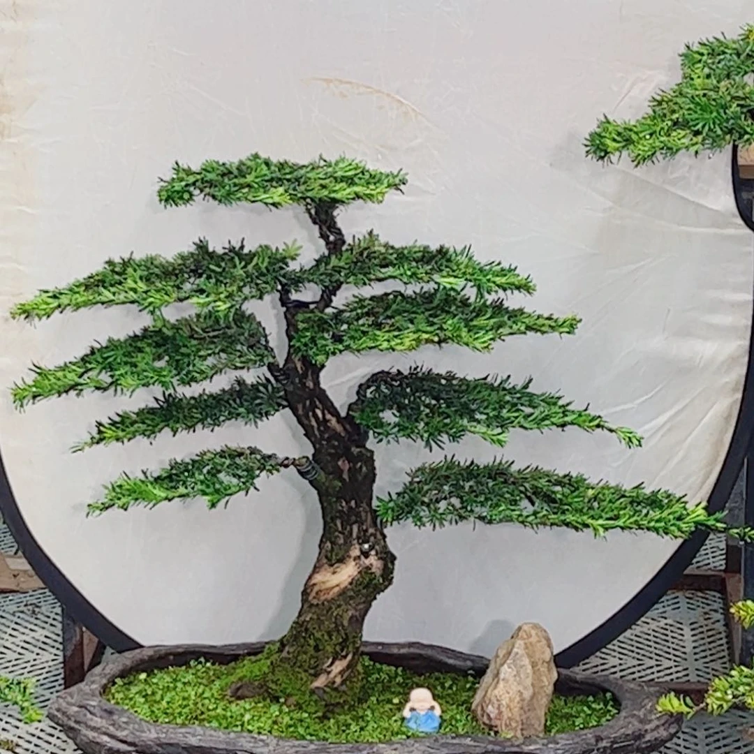 止*罗汉松盆景艺术作品