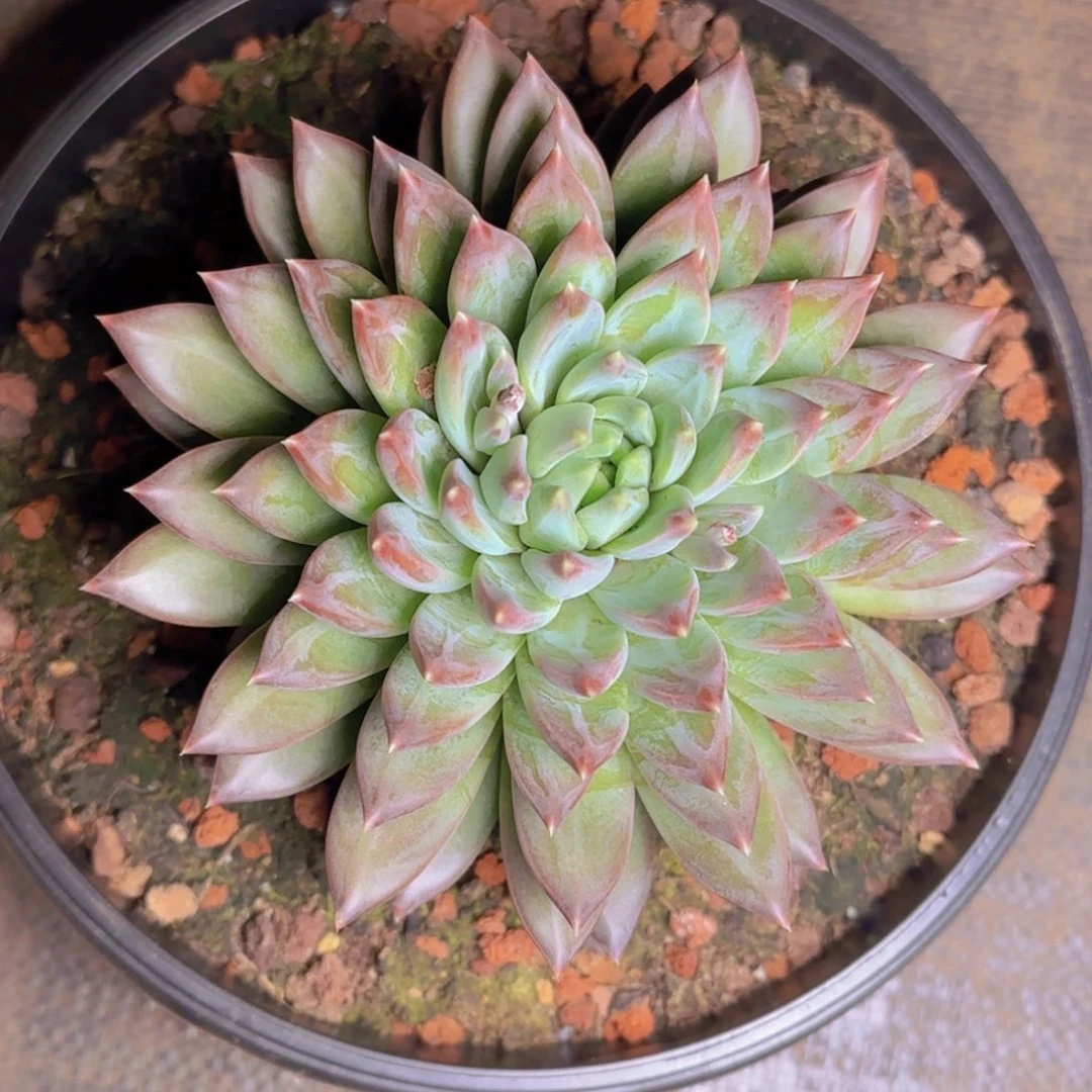 大*恋恋恋寄养11111111111111