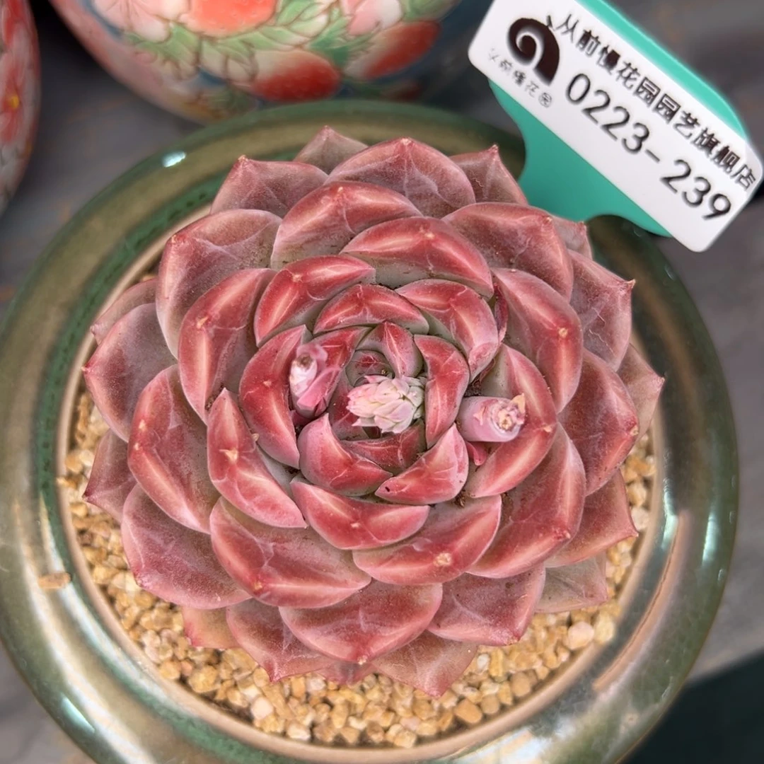 多肉一物一拍0223-239