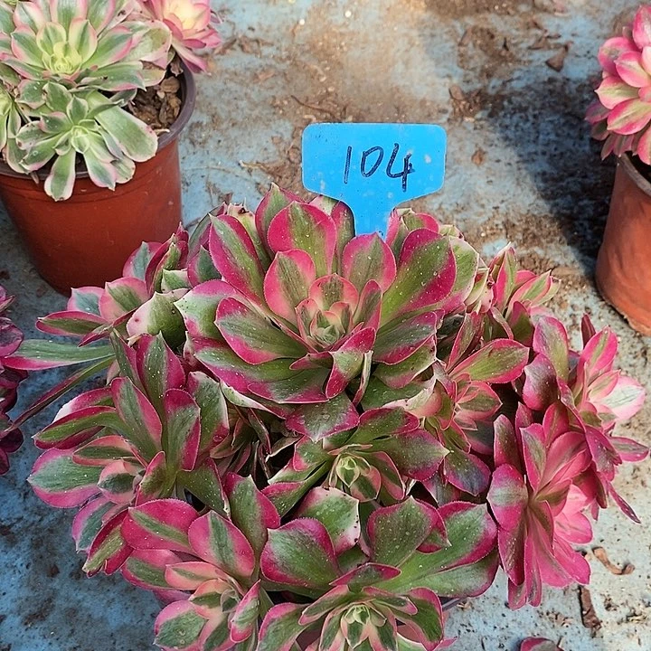 104 一颗女神法师多肉