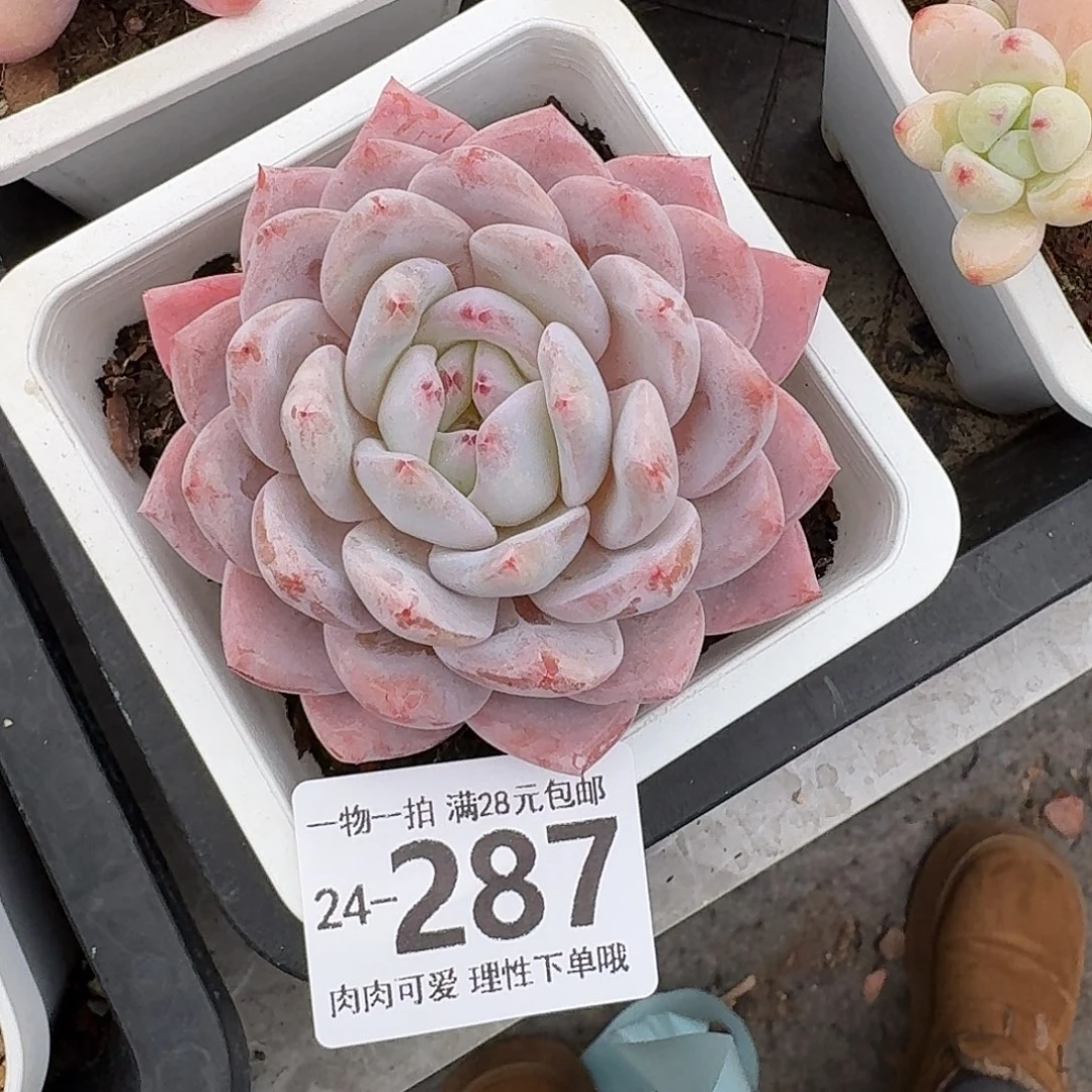 橙梦露无盆土发货无盆