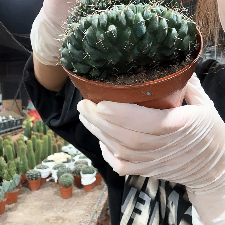 菲花玉缀1111111111