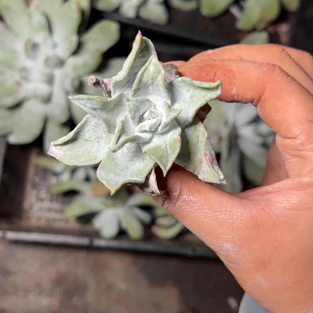 3984哈哈哈哈哈哈哈哈