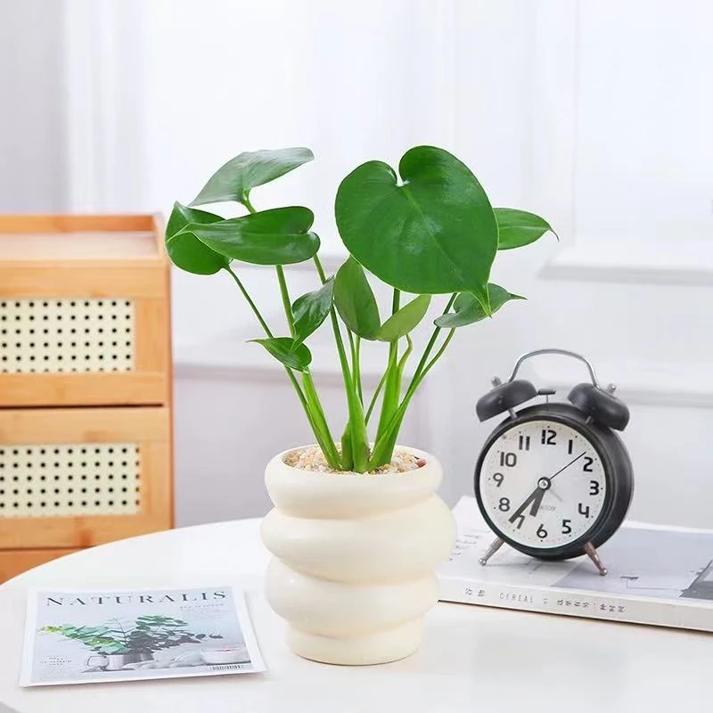 爱优尚龟背竹土培春羽装饰盆栽客厅办公室好养净化空气植物天堂鸟