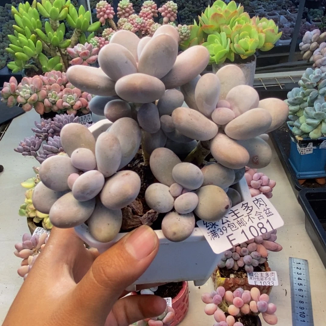 081水光针多肉9c m