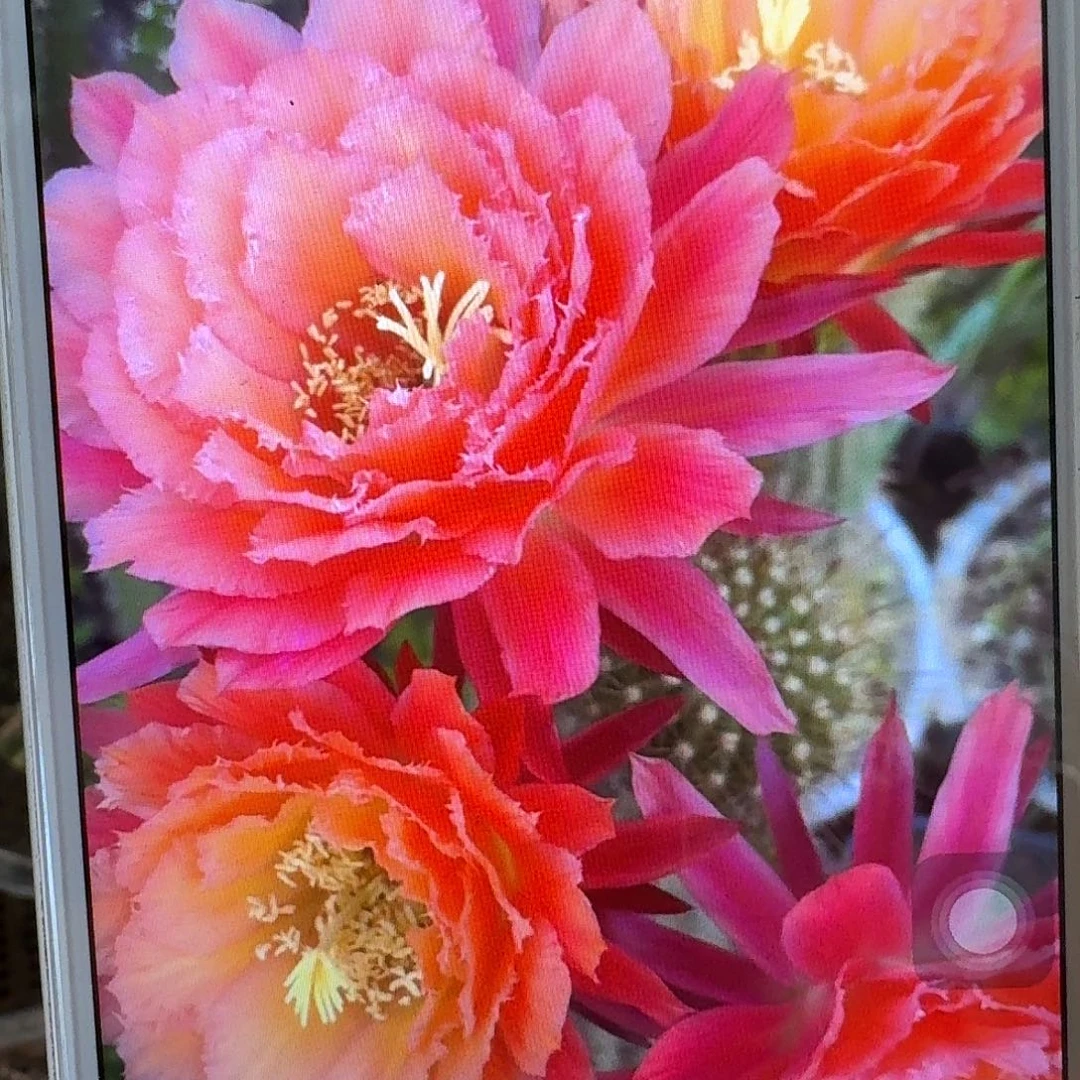 牛牛根冠服7公分毛花柱