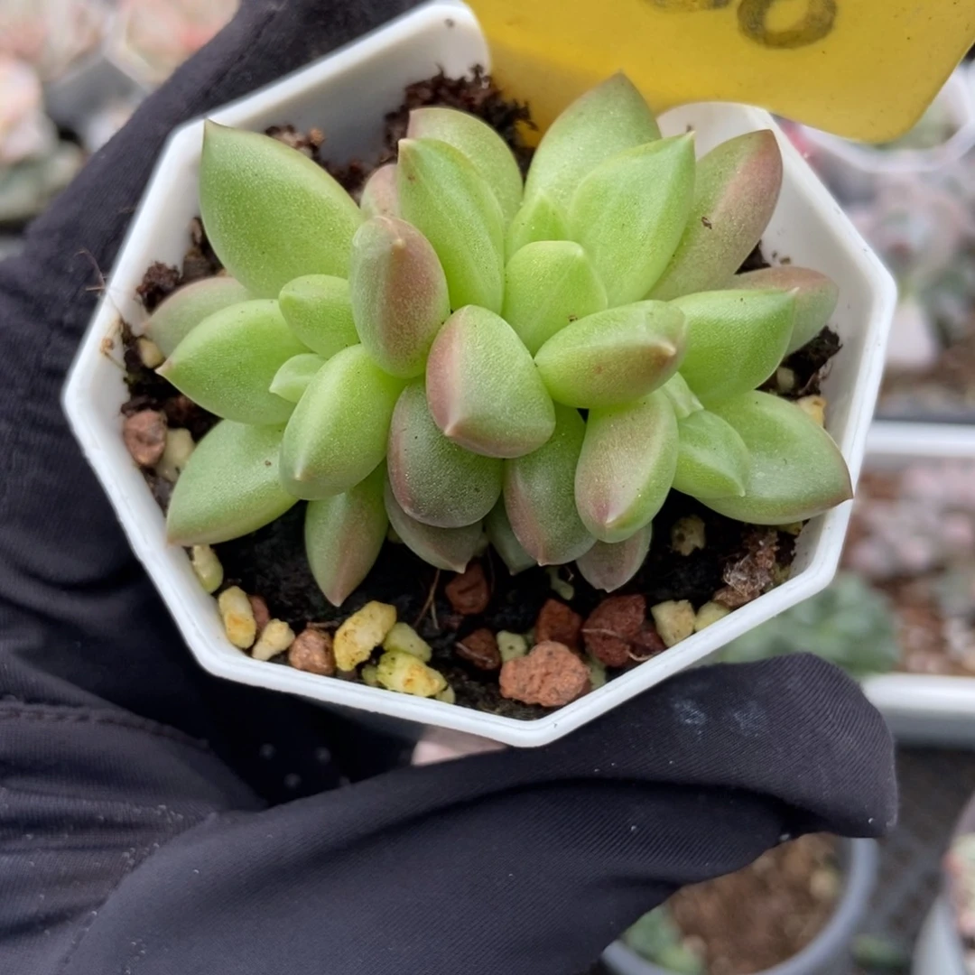 2086迷雾泡泡多肉植物
