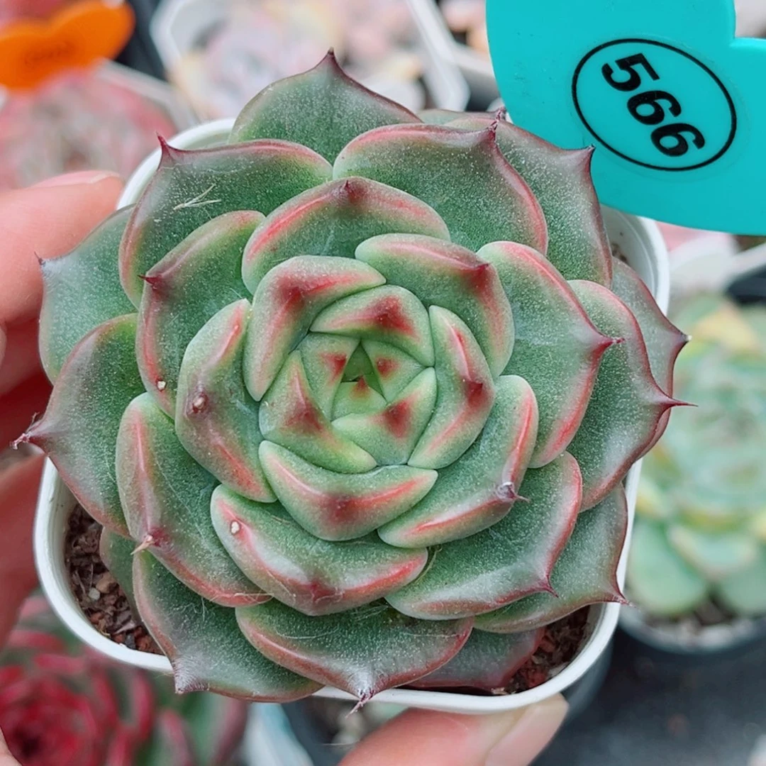 566号小老桩珍妮单头