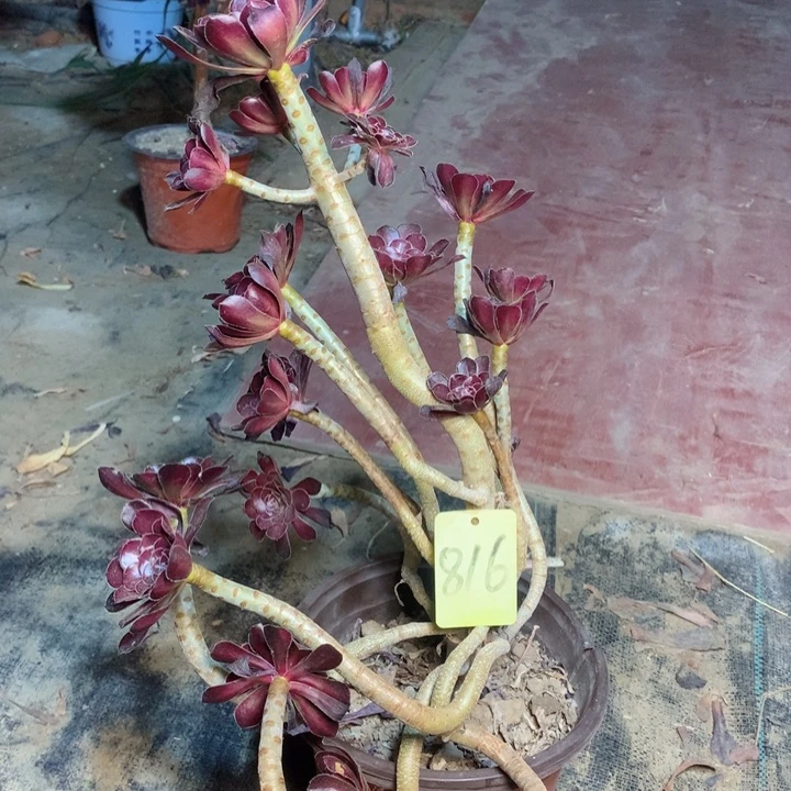 816黑法师多肉一物一拍